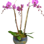 گیاه آپارتمانی