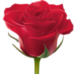 شاخه/دسته گل